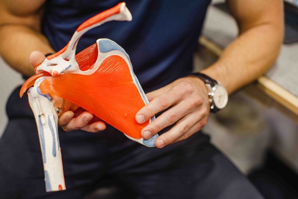 Expert frozen shoulder assessment and treatment Shoulder physiotherapist explaining frozen shoulder treatment using an anatomical shoulder model